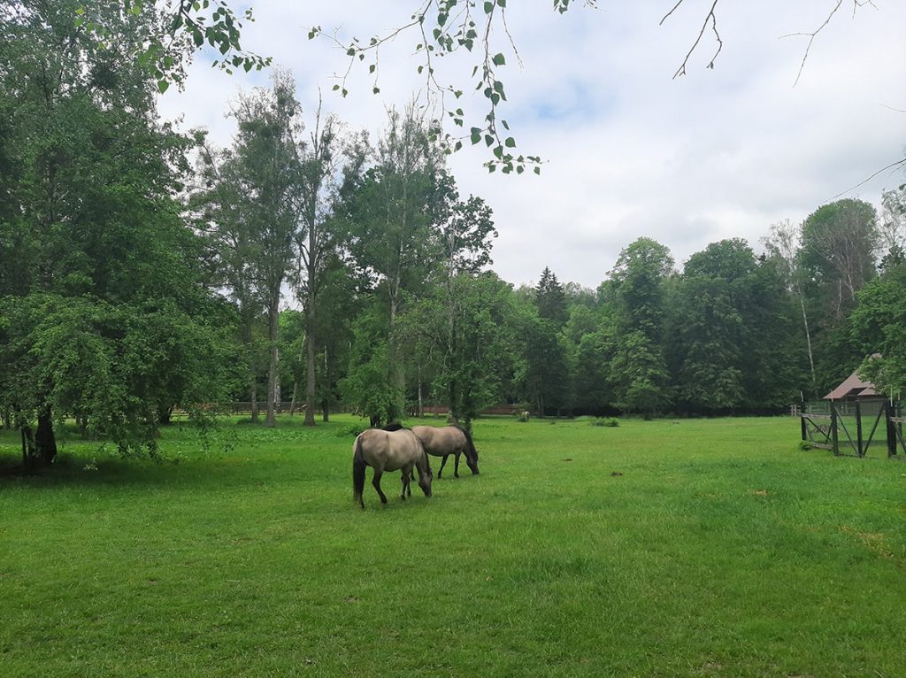 Koniki polskie w parku pokazowym żubrów